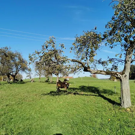 Nest * Wangen im Allgäu